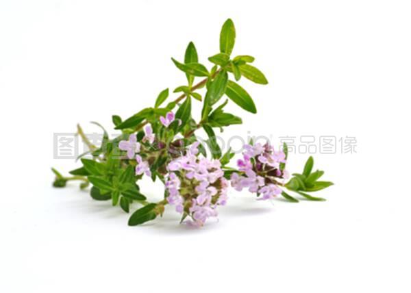 初識百里香 花中小巧的芳香守護(hù)者