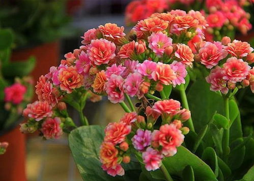 長壽花夏天能開花嗎？一年四季養護方法全在這里